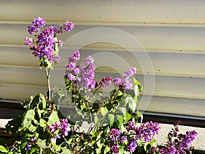 Flowerbed yard blooming violet magenta plant flowers yard garden spring sunshine sunny gardening plants springtime