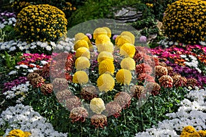 Flowerbed of Yellow Chrysanthemum flowers