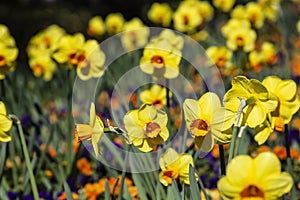 Flowerbed of yellow daffodils in the sun