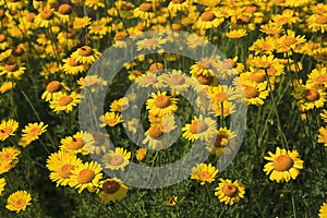 Flowerbed of Yellow Daisies in the Summertime