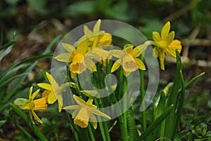 A flowerbed of yellow dwarf daffodils on a sunny spring day