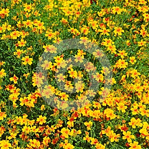 Flowerbed with yellow marigolds. Beautiful floral background