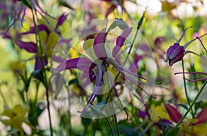 Flowerbed with yellow-purple columbines - Aquilegia longissima in the garden photo