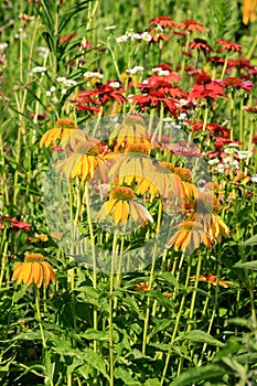 Flowerbed with yellow and red echinacea