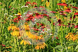 Flowerbed with yellow and red echinacea