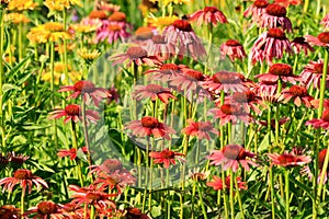 Flowerbed with yellow and red echinacea