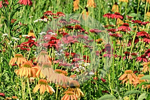 Flowerbed with yellow and red echinacea