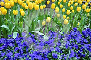 Flowerbed of yellow tulips and blue pansies