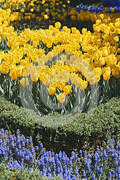 Flowerbed with yellow tulips and muscari plant