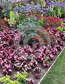 Flowerbeds with annuals