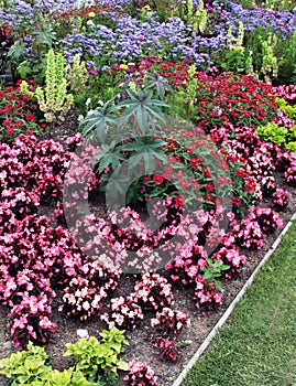 Flowerbeds with annuals photo