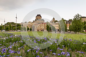 Flowerbeds of iris versicolor flowers in Place des canotiers