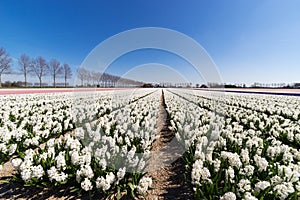 Flowerbeds in the Netherlands