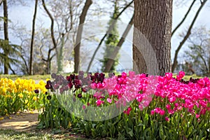 Flowerbeds of tulips at the Tulips Festival in Emirgan Park, Istanbul, Turkey. photo