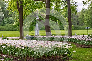 Flowerbeds with white tulips in the park photo