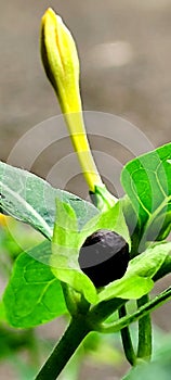 Flowerblack seeded flowers