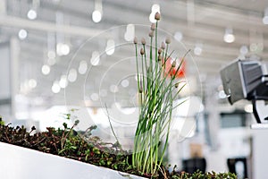 Flowerbox with plant
