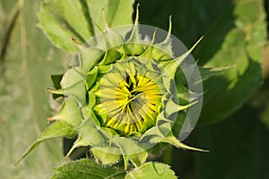 Flowerbud of decorative sunflower on a blurred background, close-up