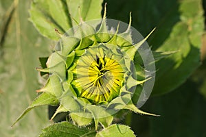 Flowerbud of decorative sunflower on a blurred background, close-up photo
