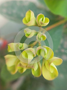 Flowerbud