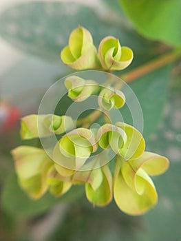 Flowerbud photo