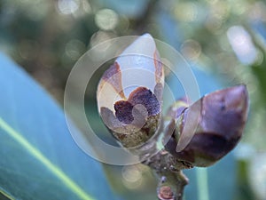 Flowerbud on a Tree