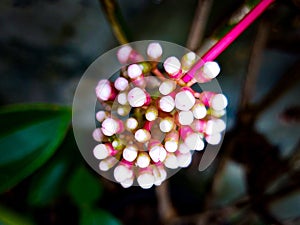 Flowerbuds ready to bloom