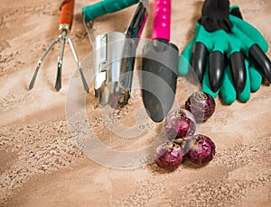 Flowerbulbs and gardening tools