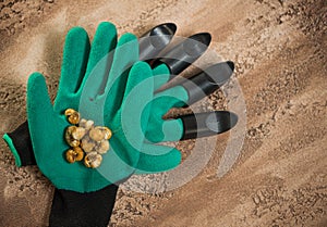 Flowerbulbs and gardening tools