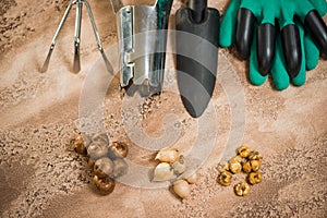 Flowerbulbs and gardening tools