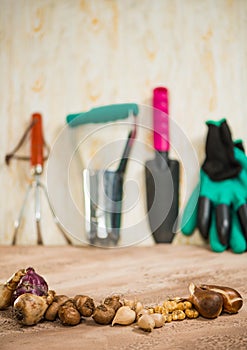 Flowerbulbs and gardening tools
