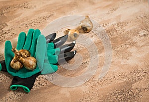 Flowerbulbs and gardening tools