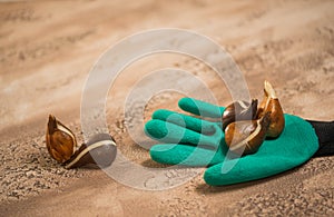 Flowerbulbs and gardening tools