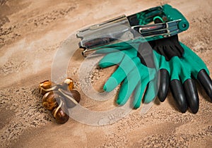 Flowerbulbs and gardening tools