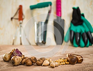 Flowerbulbs and gardening tools