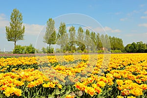 Flowerbulbs in Holland