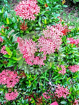 Flowere name Ixora Coccinea red colore with green leaves. photo