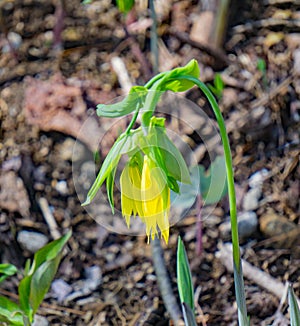 Flowered Bellwort`s Wildflower, Uvularia grandflora