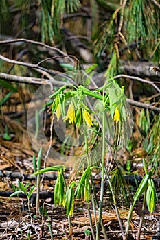 Flowered Bellwort Wildflower, Uvularia grandflora