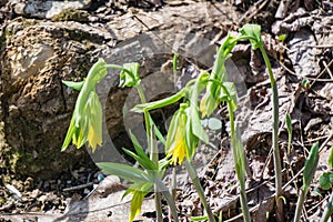 Flowered Bellwort Wildflowers, Uvularia grandflora