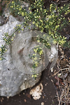 Flowered branch of Asparagus acutifolius