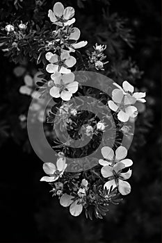 Flowered Bushes in Black and White