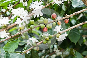 Flowered coffee plant with many coffee beans
