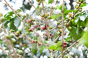 Flowered coffee plant with many coffee beans