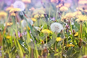 Flowered dandelion in a meadow