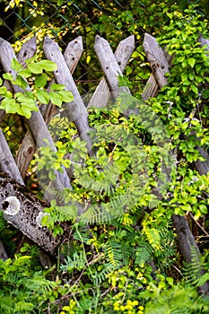 Flowered Fence