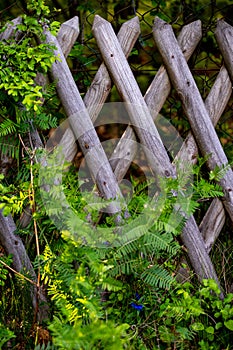 Flowered Fence