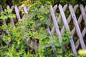 Flowered Fence