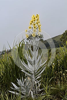 Flowered Frailejon with all the plant photo