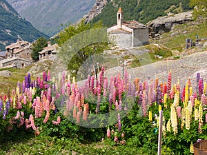 Flowered landscape in the Alps